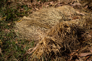 Dried grass and straw pile on ground surrounded by fallen leaves, showcasing natural outdoor setting. earthy tones create rustic atmosphere