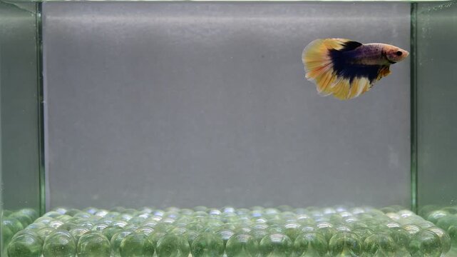 Betta fish male fancy blue mustard halfmoon long tails from Thailand, Siamese fighting fish on isolated Grey background.
