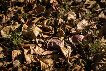 Dried leaves scattered on ground with patches of green grass peeking through, creating natural autumn landscape. warm tones evoke sense of tranquility and change