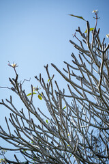 bare tree branch against clear blue sky, showcasing delicate flowers and leaves. scene evokes sense of tranquility and nature beauty