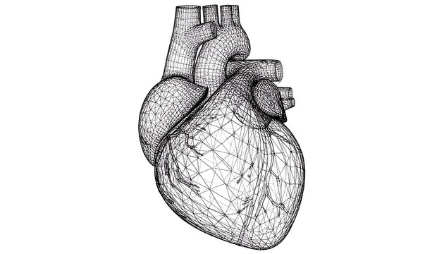 Graphic rendering of the human heart, depicting its wireframe structure