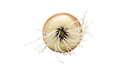 Top-down view of a sprouted, halved onion against a plain black backdrop, showing roots and inner layers