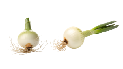 Two fresh, white onions with green stalks and visible roots, isolated against a black background. Simple composition highlighting natural food