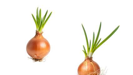 Two freshly harvested yellow onions, with green shoots emerging. Close-up, isolated against a solid black background