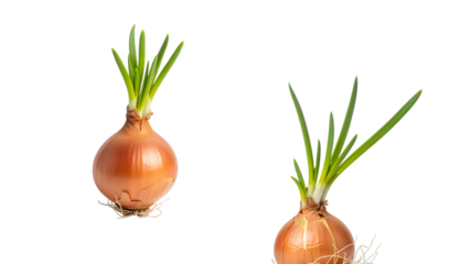 Two freshly harvested yellow onions, with green shoots emerging. Close-up, isolated against a solid black background
