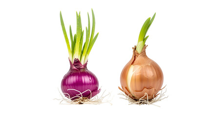 Two freshly harvested onions, one red and one brown, showcasing vibrant green shoots emerging from their tops against black background