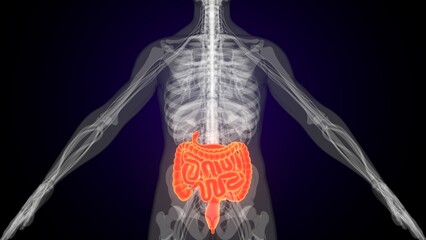Human red colour small intestine anatomy. 3d illustrations