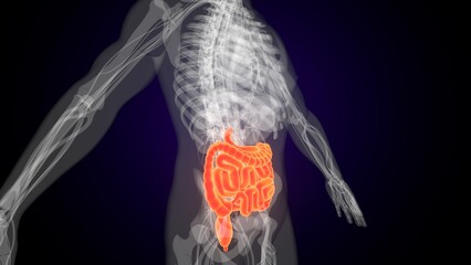 Human red colour small intestine anatomy. 3d illustrations