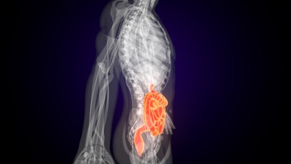 Human red colour small intestine anatomy. 3d illustrations