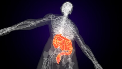 Human red colour small intestine anatomy. 3d illustrations