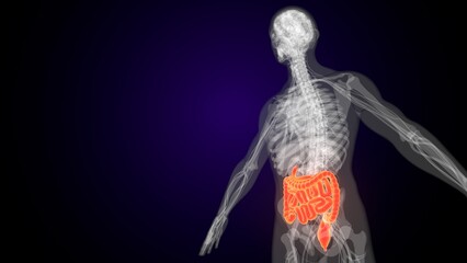 Human red colour small intestine anatomy. 3d illustrations