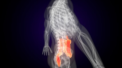 Human red colour small intestine anatomy. 3d illustrations