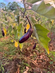 aubergine plant