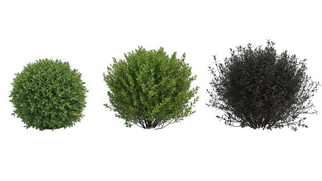 Three different bushes isolated on transparent background