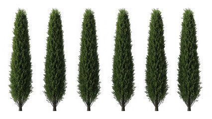 Fototapeta premium Row of tall conifer trees isolated on transparent background