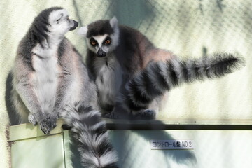 Fototapeta premium ワオキツネザル