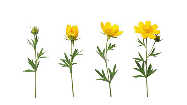 Four stages of yellow flower blooming isolated on transparent background