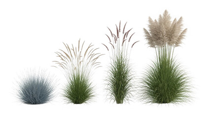 Obraz premium Collection of ornamental grasses isolated on transparent background