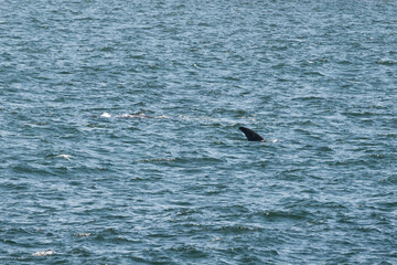 Fototapeta premium Whale dorsal fin visible slightly above the ocean surface with rippling water. Marine wildlife and ocean exploration content for nature conservation.