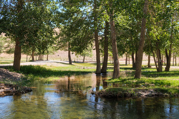 Floodplain poplar forest near the river. Branched channels of the Kyzylshin River in Altai.