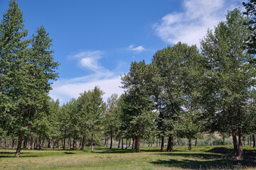 Photo of floodplain poplar forest near the river Kyzylshin in Altai.