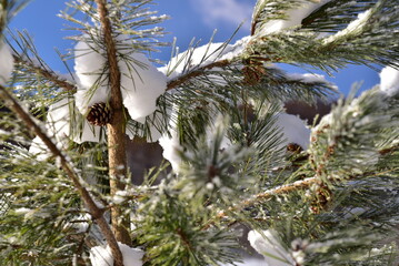 木に雪が積もっている