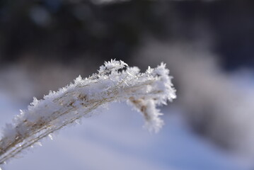 雪の結晶