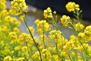 菜の花