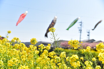 菜の花