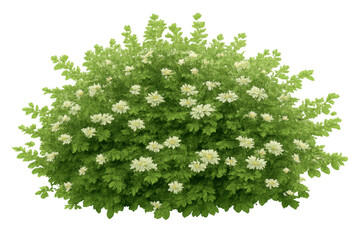 Green shrub blooming with many white flowers and lush foliage, providing an element of nature and growth. Transparent background