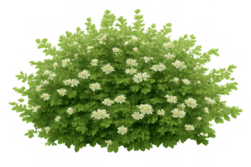 Green shrub blooming with many white flowers and lush foliage, providing an element of nature and growth. Transparent background