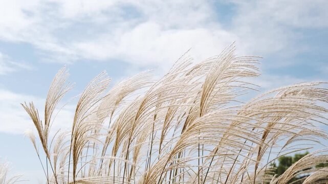 Tall pampas grass plumes sway gently against a soft blue sky with clouds