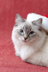a ragdoll cat wearing a santa hat, laying down on a red background
