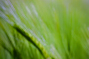 Fototapeta premium Abstract motion blur of green grass and nature. Vibrant organic texture with light trails for ecology, sustainability, growth, and fresh environmental design themes.