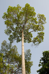 Fototapeta premium Resin tree Dipterocarpus alatus. Ho Chi Minh city. Vietnam.