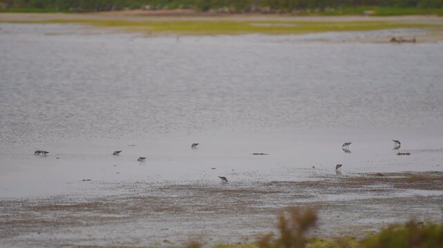 Footage of various small wading birds feeding on the extensive mudflats of Bar Al Hickman in the Al Sharqiyah South Governorate of Oman. The area is a significant wetland and a haven for migratory bir