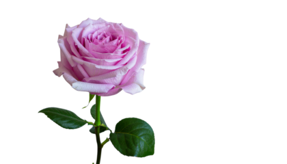 A light purple rose blossom with a stem and green leaves isolated against a plain white background in a floral png with transparency