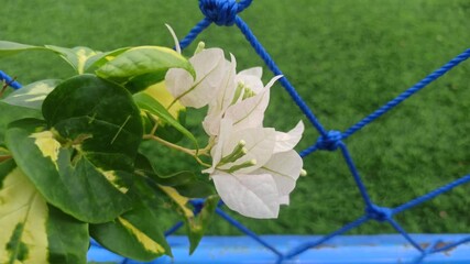 A stunning white bougainvillea blooms gracefully, its delicate bracts glowing in sunlight, creating a serene and elegant garden scene.
