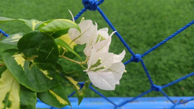 A stunning white bougainvillea blooms gracefully, its delicate bracts glowing in sunlight, creating a serene and elegant garden scene.