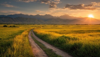 Golden rice paddy landscape at sunset.  Vast field of grain, dirt road, distant mountains