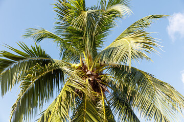 A palm tree with a green trunk and leaves