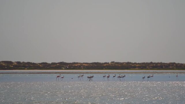 A flock of greater flamingos (Phoenicopterus roseus) and other shorebirds wade through the vast intertidal salt flats and shallow turquoise lagoons of Barr Al Hikman peninsula in Oman.