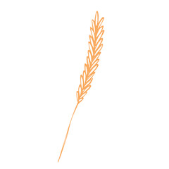 Hand drawn cereal wheat oat rye barley rice ears spikelet clipart Organic wheat bread agriculture farming harvest healthy food Single element for print packaging label design decor