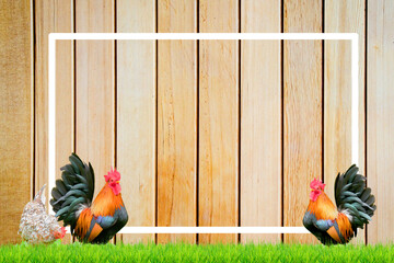 Vibrant roosters and hens standing near wooden fence with grass easy to use.