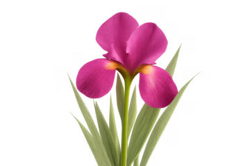 Pink iris flower creating vibrant botanical beauty, fresh blooming spring plant on transparent background