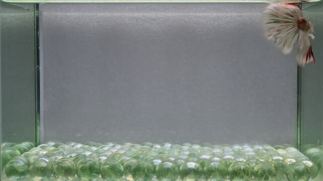 Betta fish male fancy white copper halfmoon long tails from Thailand, Siamese fighting fish on isolated Grey background.