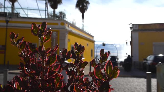 Slow orbit around a red-green leafy plant in sharp focus with a traditional yellow Portuguese house, palm trees, calcada stones and Tagus River blurred in the sunny Paco de Arcos street scene.