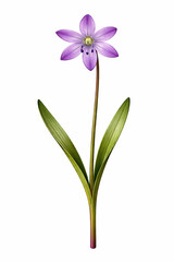 Naklejka premium Vector Illustration of Purple Scilla Siberica Flower