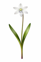 Naklejka premium Vector Illustration of White Scilla Siberica Flower