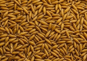 Extremely close-up view of golden grain seeds creating a dense, organic, and textured abstract background pattern for design ,rough ,backdrop ,macro